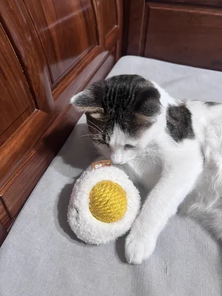 Sunny-Side Up Purr-bo cat toy with a rattling yolk and catnip in both separable parts.