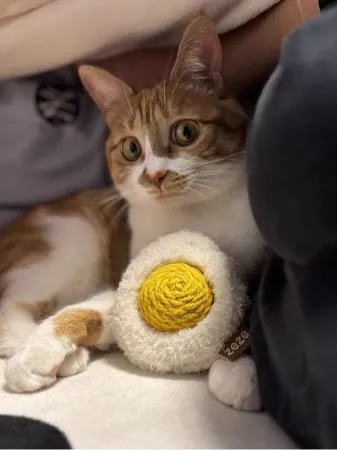 Sunny-Side Up Purr-bo cat toy with a rattling yolk and catnip in both separable parts.