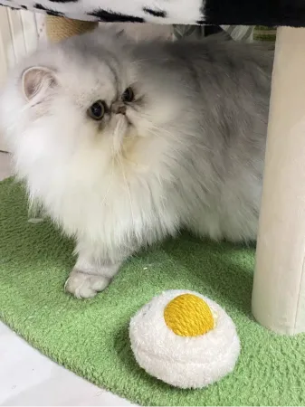 Sunny-Side Up Purr-bo cat toy with a rattling yolk and catnip in both separable parts.