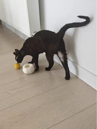 Sunny-Side Up Purr-bo cat toy with a rattling yolk and catnip in both separable parts.