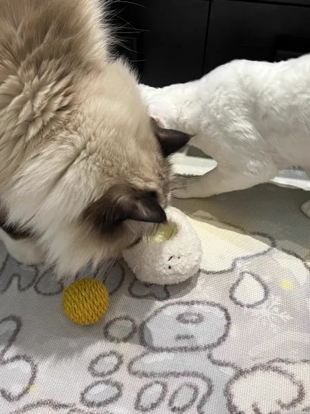 Sunny-Side Up Purr-bo cat toy with a rattling yolk and catnip in both separable parts.