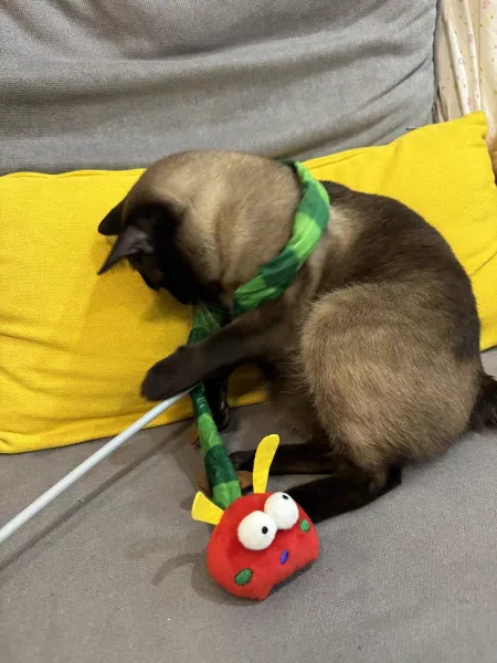 1. Playful dog design cat teaser wand with crinkle paper 2. Cute caterpillar cat wand toy made from felt and corduroy 3. Pink tulip cat teaser with durable construction and sound feature