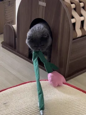 1. Playful dog design cat teaser wand with crinkle paper 2. Cute caterpillar cat wand toy made from felt and corduroy 3. Pink tulip cat teaser with durable construction and sound feature