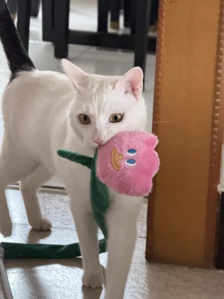 1. Playful dog design cat teaser wand with crinkle paper 2. Cute caterpillar cat wand toy made from felt and corduroy 3. Pink tulip cat teaser with durable construction and sound feature