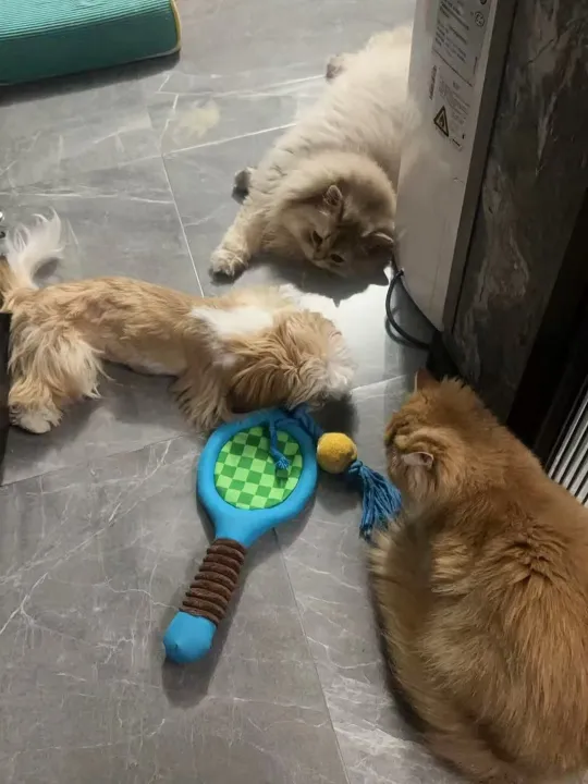 Play fetch and tug-of-war with the "Paw-ltimate Smasher" tennis racket toy. Its reinforced rope and durable chew ball make every interaction fun and perfect for bonding.