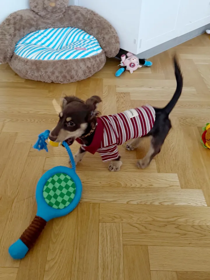 Play fetch and tug-of-war with the "Paw-ltimate Smasher" tennis racket toy. Its reinforced rope and durable chew ball make every interaction fun and perfect for bonding.