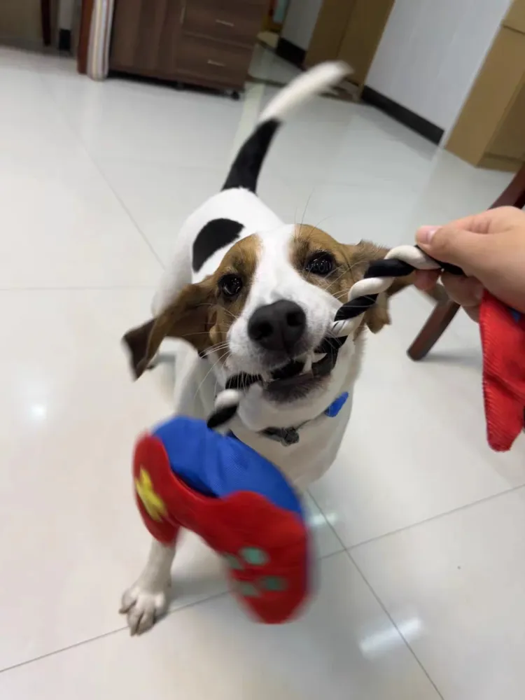 Interactive "Paw Controller" dog toy with chewable tug ropes and squeaky buttons for fetch and tug-of-war games.