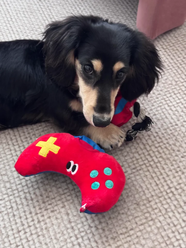 Interactive "Paw Controller" dog toy with chewable tug ropes and squeaky buttons for fetch and tug-of-war games.