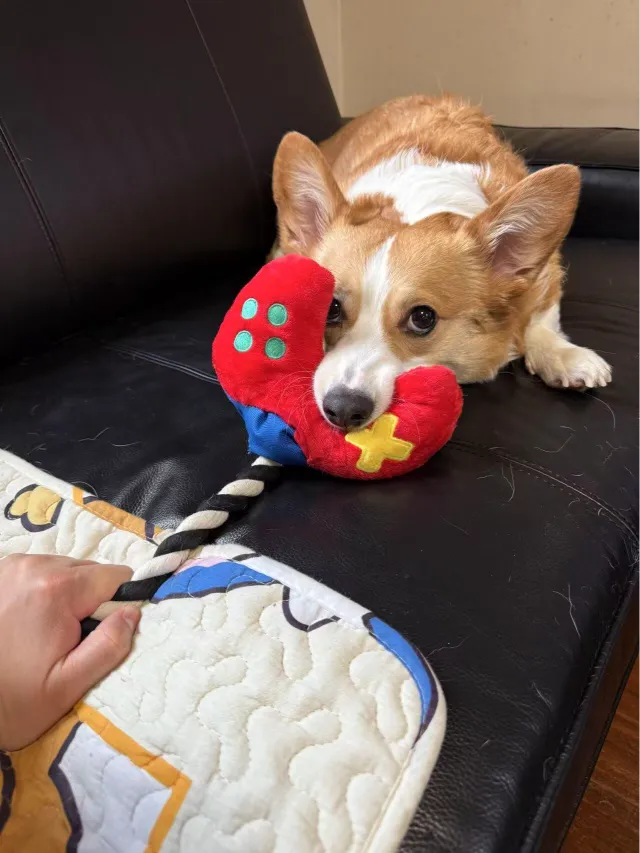 Interactive "Paw Controller" dog toy with chewable tug ropes and squeaky buttons for fetch and tug-of-war games.