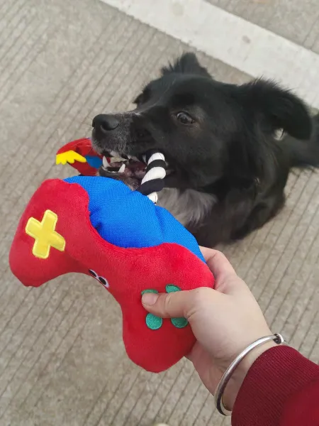 Interactive "Paw Controller" dog toy with chewable tug ropes and squeaky buttons for fetch and tug-of-war games.