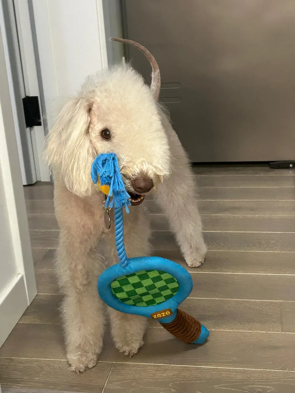 Play fetch and tug-of-war with the "Paw-ltimate Smasher" tennis racket toy. Its reinforced rope and durable chew ball make every interaction fun and perfect for bonding.
