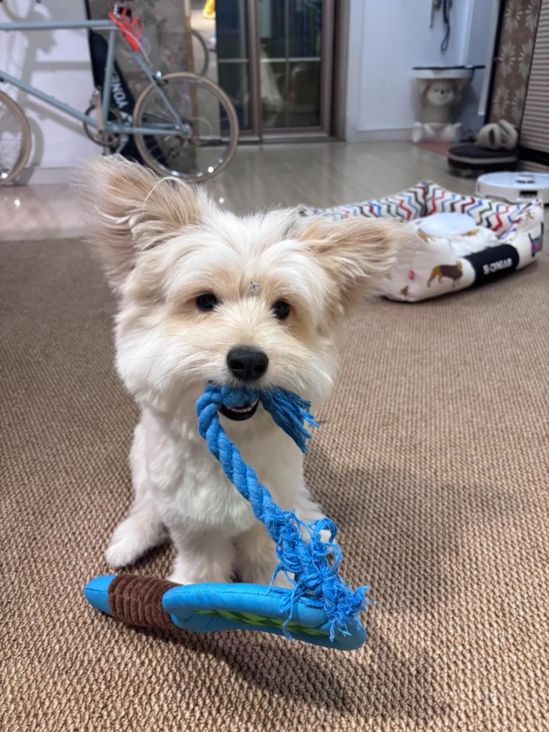 Play fetch and tug-of-war with the "Paw-ltimate Smasher" tennis racket toy. Its reinforced rope and durable chew ball make every interaction fun and perfect for bonding.